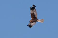 Western Marsh Harrier photo 3
