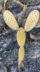 Opuntia decumbens