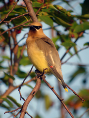 Bombycilla cedrorum image