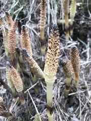 Equisetum telmateia telmateia