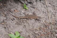 Sceloporus aeneus