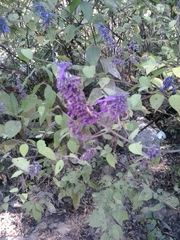 Salvia purpurea