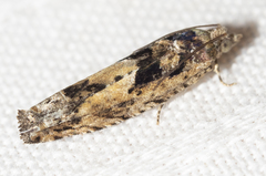 Pseudexentera hodsoni