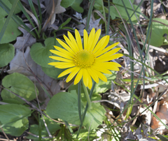 Doronicum caucasicum