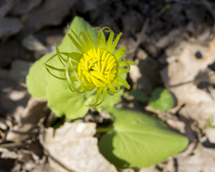 Doronicum caucasicum