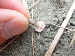 Paramarasmius mesosporus