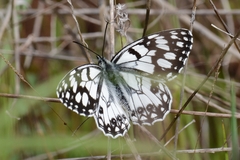 Melanargia ines