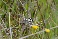Melanargia ines