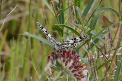 Melanargia ines
