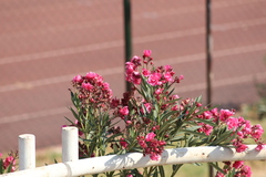 Nerium oleander