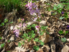 Corydalis caucasica