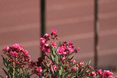 Nerium oleander