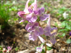 Corydalis caucasica
