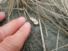 Paramarasmius mesosporus