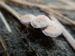 Paramarasmius mesosporus