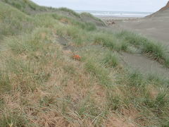 Paramarasmius mesosporus