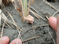 Paramarasmius mesosporus