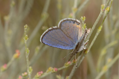 Euphilotes rita rita