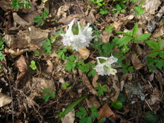 Corydalis caucasica