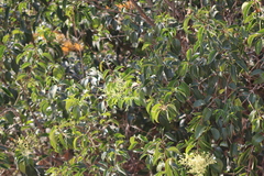 Ligustrum lucidum