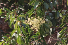 Ligustrum lucidum
