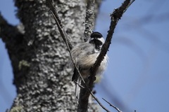Poecile atricapillus image