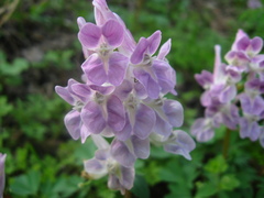 Corydalis caucasica