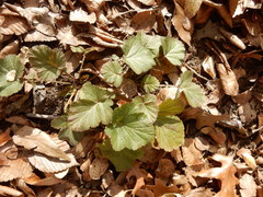 Geum canadense texanum