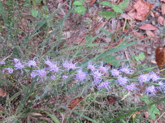 Liatris spicata