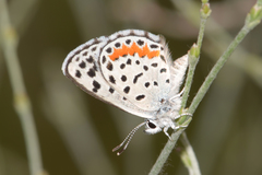 Euphilotes rita rita