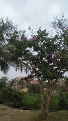 Lagerstroemia speciosa