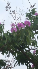 Lagerstroemia speciosa