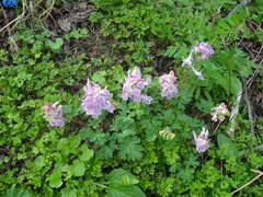 Corydalis caucasica