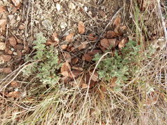 Hedeoma reverchonii