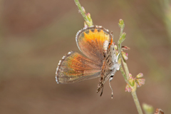Euphilotes rita rita