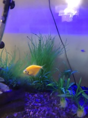 Gymnocorymbus ternetzi