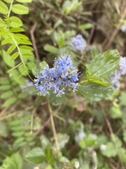 Ceanothus thyrsiflorus griseus