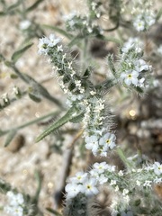 Johnstonella