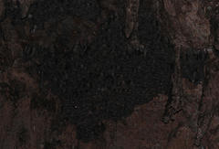 Rousettus aegyptiacus