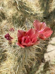 Cylindropuntia sanfelipensis