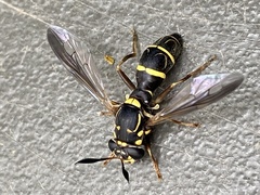 Sphiximorpha willistoni