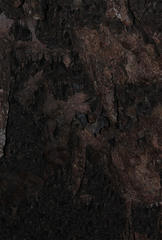 Rousettus aegyptiacus
