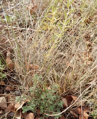 Hedeoma reverchonii