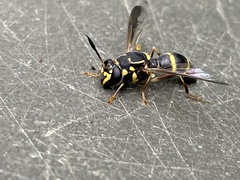 Sphiximorpha willistoni