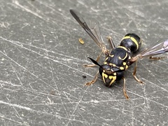 Sphiximorpha willistoni