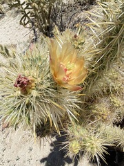 Cylindropuntia sanfelipensis