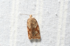 Acleris stadiana