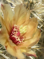 Cylindropuntia sanfelipensis