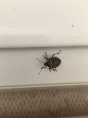 Halyomorpha halys