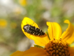 Acmaeodera flavopicta
